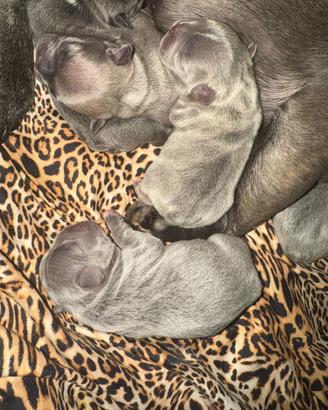 Cuccioli bulldog francese