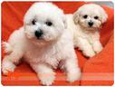 cuccioli-di-bichon-a-poil-frise
