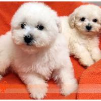 Cuccioli di BICHON A POIL FRISE
