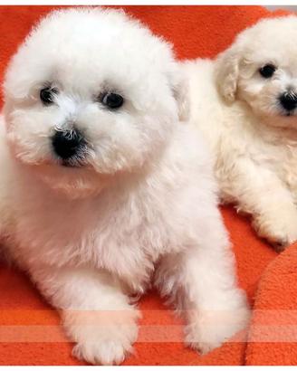 Cuccioli di BICHON A POIL FRISE