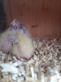 Calopsite allevate a mano