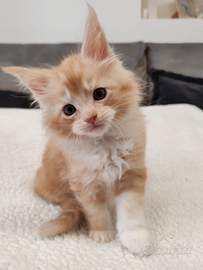 Ultimo cucciolo di maine coon
