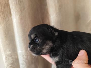 Dolcissimi chihuahua