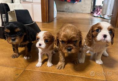 Cavalier King