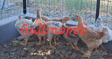 Capponi