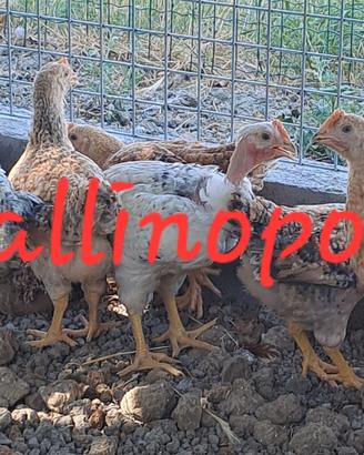 Capponi