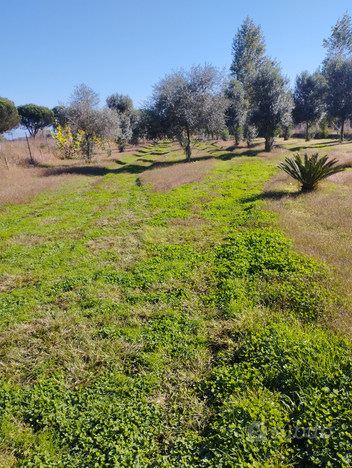 Terreno agricolo