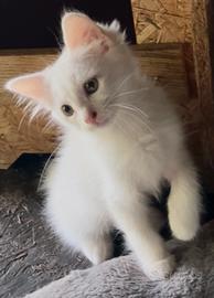 Cucciolo simil Siberiano maschio
