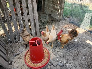 Coppia bionda piemontese
