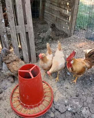 Coppia bionda piemontese