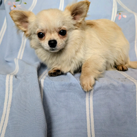 Splendido cucciolo chihuahua, allevamento enci