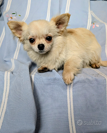 Splendido cucciolo chihuahua, allevamento enci