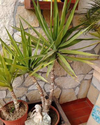pianta Tronchetto della felicità alta 90cm 