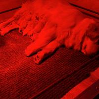 Golden Retriever cuccioli americani 90%