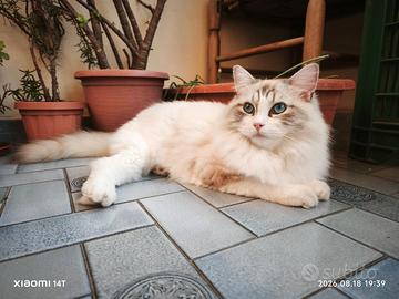 Ragdoll Cucciola subito disponibile