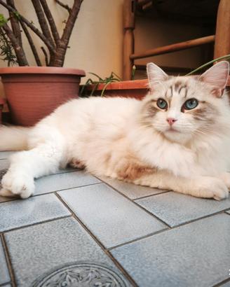 Ragdoll Cucciola subito disponibile