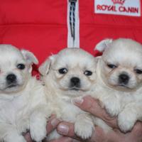 Chihuahua cuccioli prestigiosi con pedigree