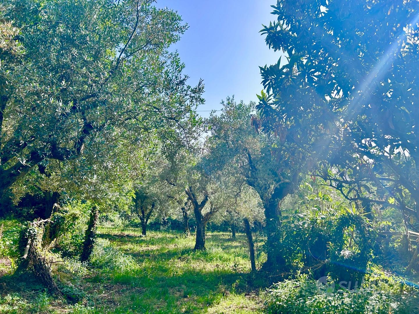 Sant'Angelo d'Alife- Casolare + 8500mq di uliveto - Vista 3