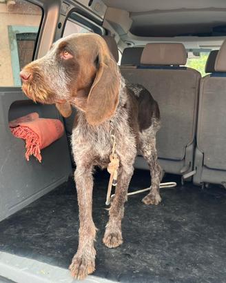 Spinone italiano