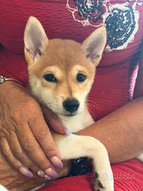 Shiba Inu femmina