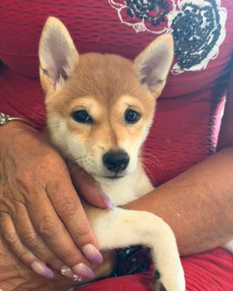 Shiba Inu femmina