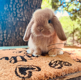 Arieti nani colorazione fulva. In purezza
