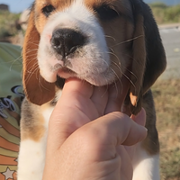 CUCCIOLA beagle IN PRONTA CONSEGNA