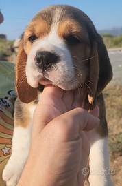 2 Cucciole DI beagle IN CONSEGNA DAL 20 DICEMBRE