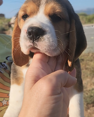 CUCCIOLA beagle IN PRONTA CONSEGNA