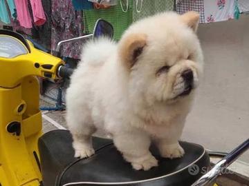 Chow Chow orso