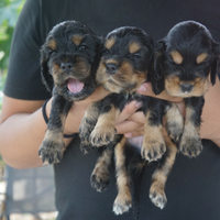 Cocker Spaniel