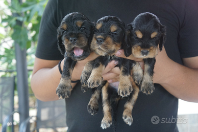 Cocker Spaniel