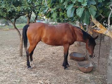 Cavalla araba