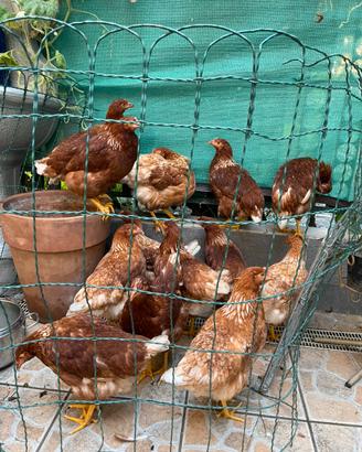 Galline