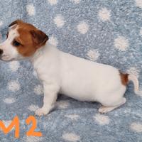 Cuccioli di Jack russell