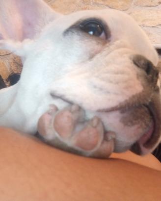 Cuccioli di bulldog