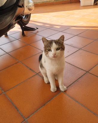 Gattino di due anni