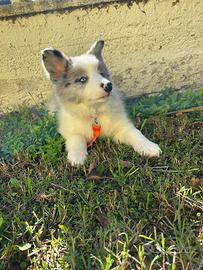Cuccioli di Border Collie