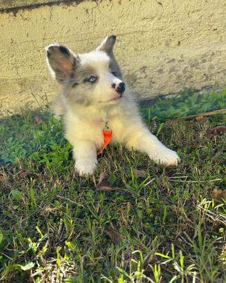 Cuccioli di Border Collie