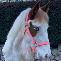 Puledra Paint di un anno