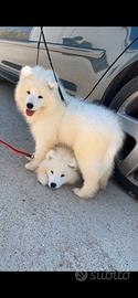Cuccioli (femmine) Samoiedo
