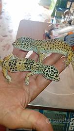 Geco leopardino