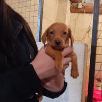 Bassotto nano maschietto fulvo