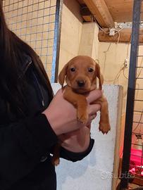 Bassotto nano maschietto fulvo