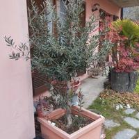 Piante di Ulivi