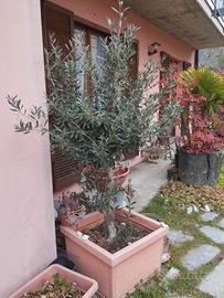Piante di Ulivi