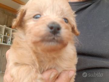 Maltipoo