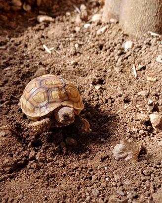 Tartaruga sulcata