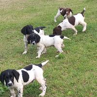 Cuccioli springer spaniel inglese