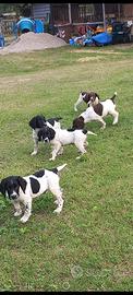 Cuccioli springer spaniel inglese